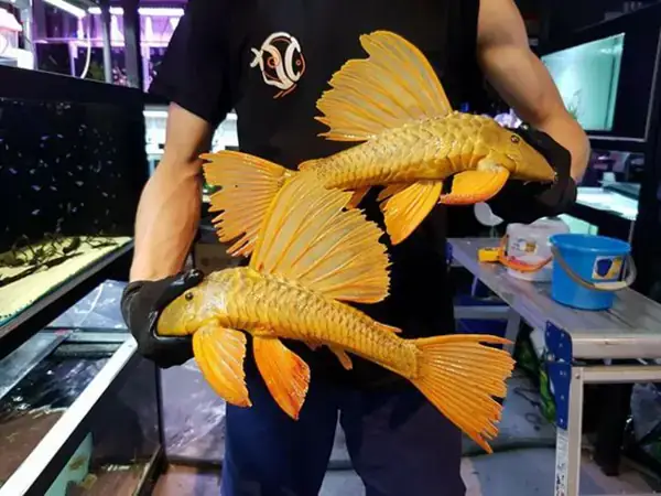 Cá Lau Kiếng Galaxy (pleco L240): Đặc Điểm, Cách Nuôi Và Lợi Ích