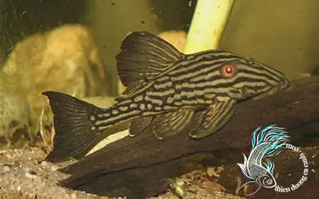 Cá Lau Kiếng Galaxy (pleco L240): Đặc Điểm, Cách Nuôi Và Lợi Ích