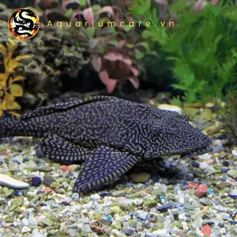 Cá Lau Kiếng Galaxy (pleco L240): Đặc Điểm, Cách Nuôi Và Lợi Ích