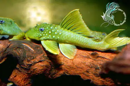 Cá Lau Kiếng Galaxy (pleco L240): Đặc Điểm, Cách Nuôi Và Lợi Ích