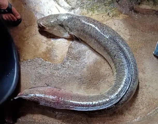 Cá Lệch Là Cá Gì? Đặc Điểm, Nguồn Gốc Và Giá Trị Của Loài Cá Đặc Sản