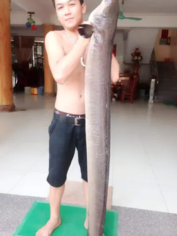 Cá Lệch Là Cá Gì? Đặc Điểm, Nguồn Gốc Và Giá Trị Của Loài Cá Đặc Sản