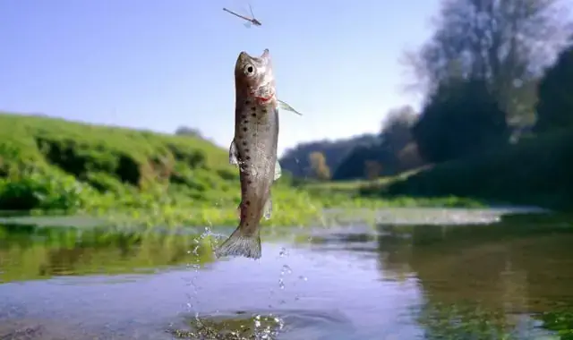 Cá Leo Ăn Mồi Gì? Mồi Câu Cá Leo Sông, Ao Hiệu Quả Nhất