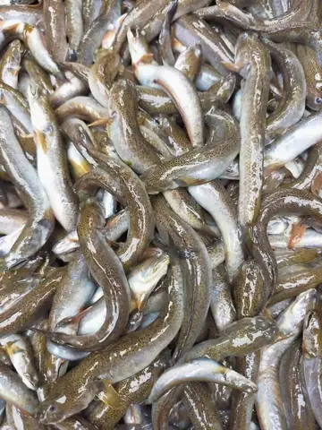 Cá Leo Cây Là Gì? Khám Phá Đặc Điểm Và Đời Sống Loài Cá Kỳ Lạ Cá Leo Cây Là Gì? Khám Phá Đặc Điểm Và Đời Sống Loài Cá Kỳ Lạ