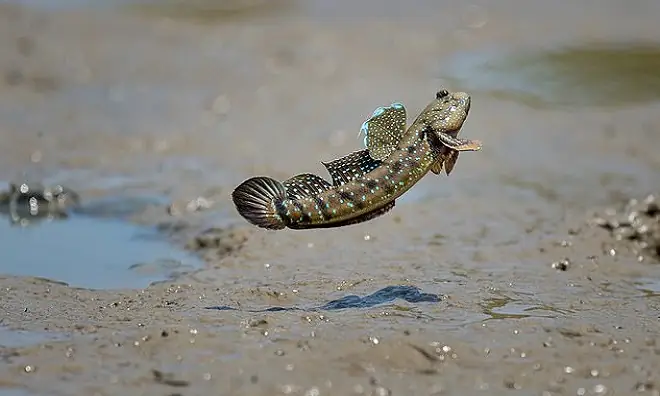Cá Leo Cây Là Gì? Khám Phá Đặc Điểm Và Đời Sống Loài Cá Kỳ Lạ Cá Leo Cây Là Gì? Khám Phá Đặc Điểm Và Đời Sống Loài Cá Kỳ Lạ