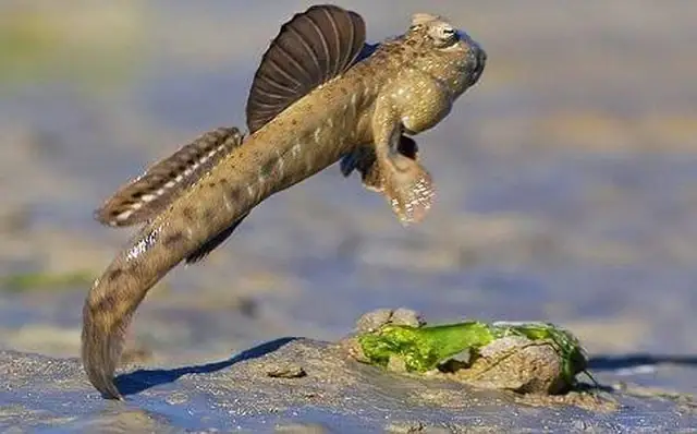 Cá Leo Cây Là Gì? Khám Phá Đặc Điểm Và Đời Sống Loài Cá Kỳ Lạ Cá Leo Cây Là Gì? Khám Phá Đặc Điểm Và Đời Sống Loài Cá Kỳ Lạ