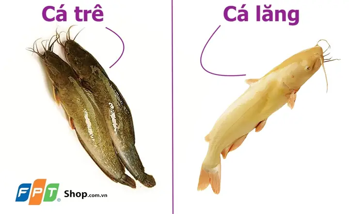 Cá Leo Và Cá Lăng: Phân Biệt, Đặc Điểm Và Giá Trị Dinh Dưỡng
