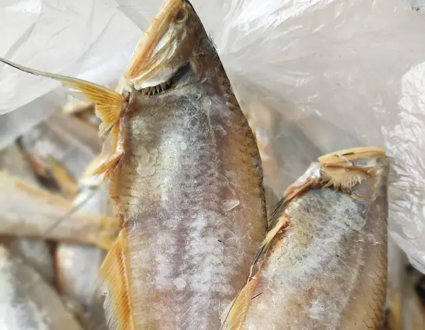 Cá Lẹp: Đặc Sản Miền Quê, Cách Chế Biến Thơm Ngon Và Phân Loại Chi Tiết