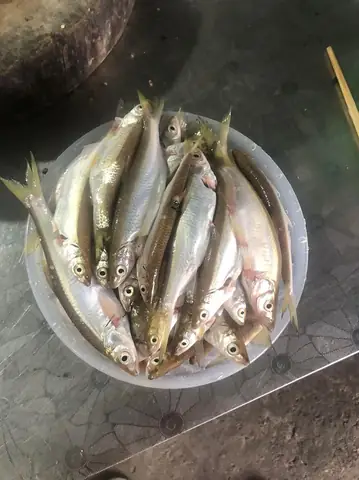 Cá Lẹp: Đặc Sản Miền Quê, Cách Chế Biến Thơm Ngon Và Phân Loại Chi Tiết