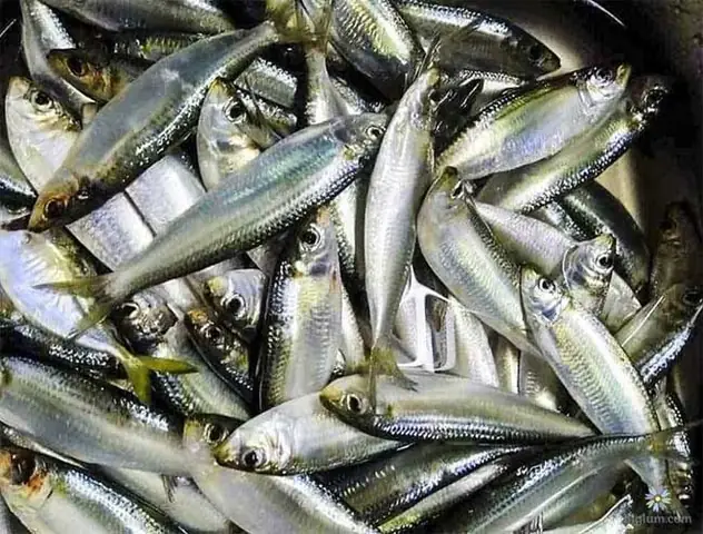 Cá Lẹp: Đặc Sản Miền Quê, Cách Chế Biến Thơm Ngon Và Phân Loại Chi Tiết