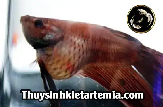 Cá Lia Thia Bị Sình Bụng: Nguyên Nhân, Dấu Hiệu & Cách Điều Trị Hiệu Quả