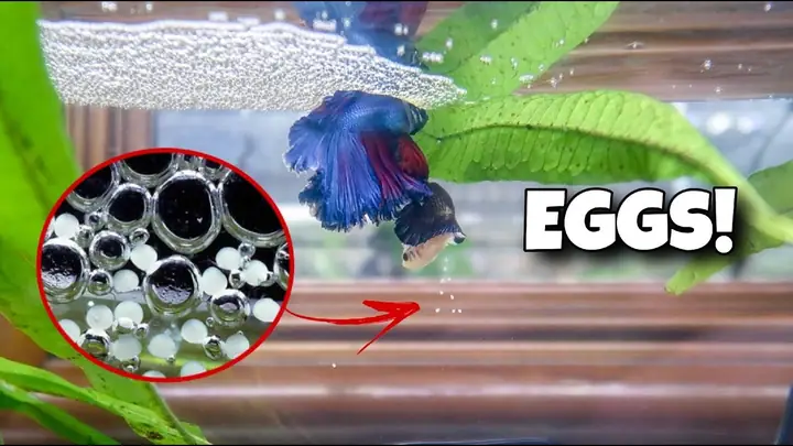 Cách Nuôi Cá Lia Thia Đẻ Trứng: Từ Chuẩn Bị Đến Chăm Sóc Đúng Cách