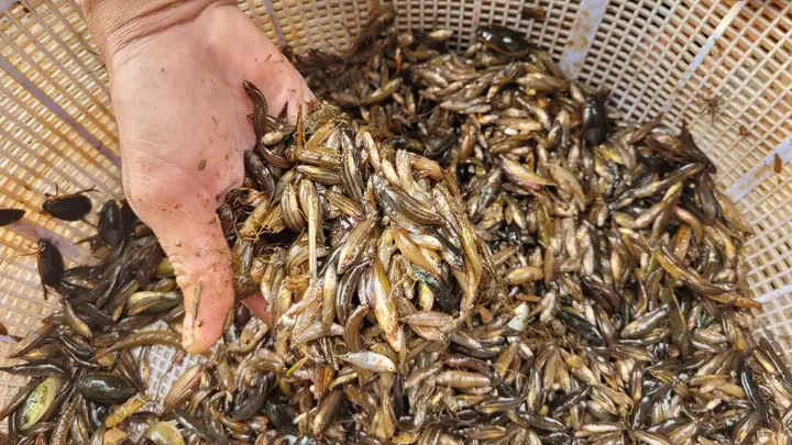Cá Lia Thia Đồng Miền Tây: Khám Phá Vùng Đất Hoang Dã & Đặc Sản Ẩm Thực