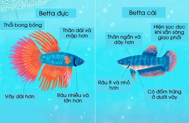 Hướng Dẫn Phân Biệt Cá Lia Thia (betta) Đực Và Cái Chi Tiết
