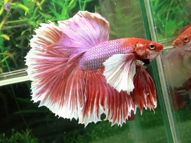 Cá Lia Thia Halfmoon: Đặc Điểm, Cách Nuôi Và Phân Loại Đẹp Nhất Cá Lia Thia Halfmoon: Đặc Điểm, Cách Nuôi Và Phân Loại Đẹp Nhất