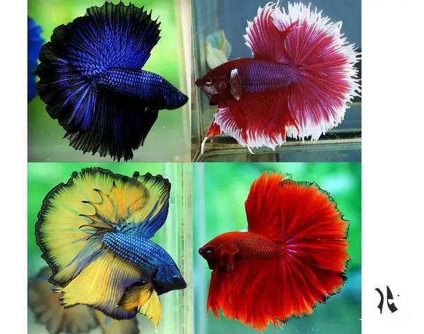 Cá Lia Thia Halfmoon: Đặc Điểm, Cách Nuôi Và Phân Loại Đẹp Nhất Cá Lia Thia Halfmoon: Đặc Điểm, Cách Nuôi Và Phân Loại Đẹp Nhất