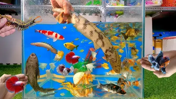 Cá Lia Thia Khổng Lồ: Đặc Điểm, Cách Nuôi & Giá Bán Chi Tiết