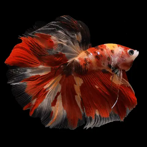 Cá Betta Nemo: Đặc Điểm, Cách Nuôi Và Phối Màu Độc Đáo