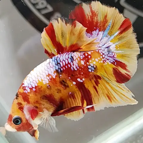 Cá Betta Nemo: Đặc Điểm, Cách Nuôi Và Phối Màu Độc Đáo