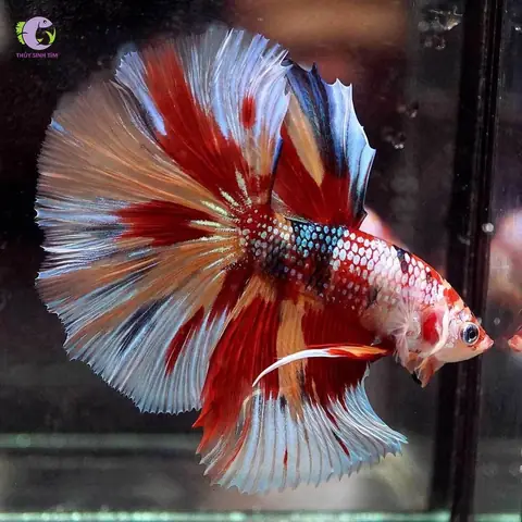 Cá Betta Nemo: Đặc Điểm, Cách Nuôi Và Phối Màu Độc Đáo