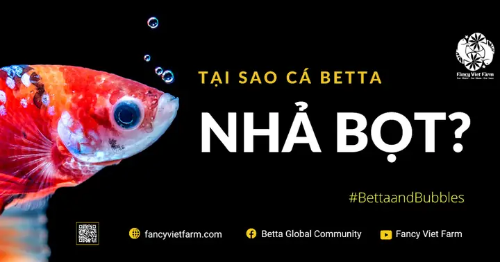 Tại Sao Cá Betta Nhả Bọt? Giải Mã Hành Vi Sinh Sản & Sức Khỏe