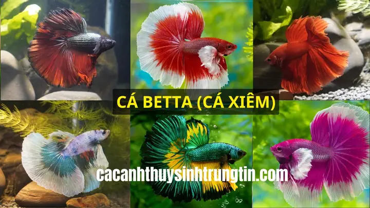 Cá Lia Thia Nuôi Chung Với Cá Gì Tốt Nhất: Hướng Dẫn Chọn Bạn Bể An Toàn
