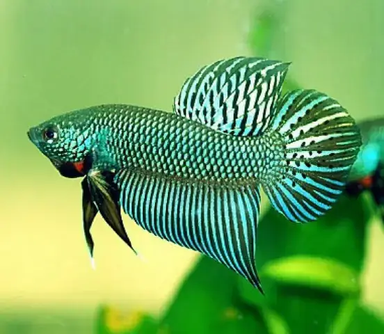 Cá Lia Thia Ruộng Thái: Đặc Điểm, Nơi Sống Và Cách Nuôi