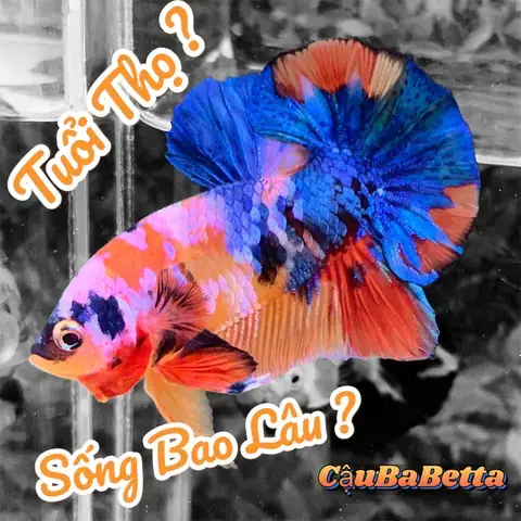 Cá Lia Thia Sống Được Bao Lâu? Bí Quyết Chăm Sóc Kéo Dài Tuổi Thọ