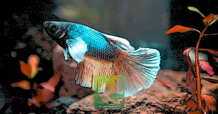 Cá Lia Thia Sống Được Bao Lâu? Bí Quyết Chăm Sóc Kéo Dài Tuổi Thọ