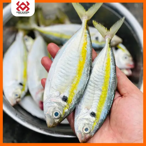 Cá Liệt Chỉ Vàng: Đặc Điểm, Cách Nhận Biết Và Các Món Ngon Cá Liệt Chỉ Vàng: Đặc Điểm, Cách Nhận Biết Và Các Món Ngon