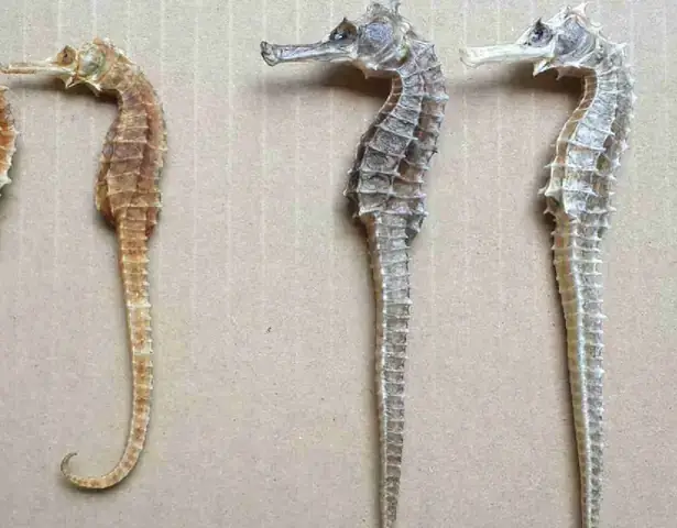 Cá Lìm Kìm Ngựa (cá Ngựa Xương): Đặc Điểm, Giá & Tại Sao Lại Sốt Giá? Cá Lìm Kìm Ngựa (cá Ngựa Xương): Đặc Điểm, Giá & Tại Sao Lại Sốt Giá?