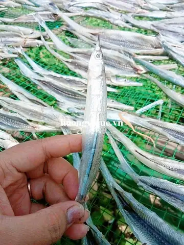 Cá Lìm Kìm Sông: Khám Phá Đặc Điểm, Môi Trường Sống Và Các Món Ngon