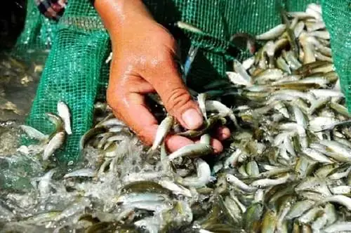 Cá Linh Sống Ở Đâu? Nguồn Gốc, Môi Trường Sống Và Đặc Điểm