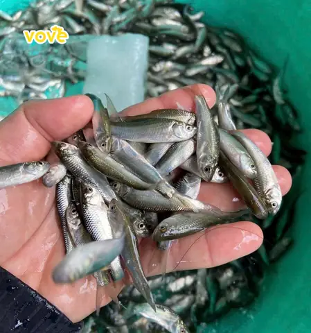 Cá Linh Sống Ở Đâu? Nguồn Gốc, Môi Trường Sống Và Đặc Điểm