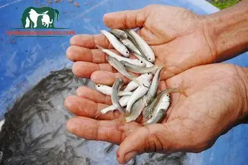 Cá Linh Sống Ở Đâu? Nguồn Gốc, Môi Trường Sống Và Đặc Điểm