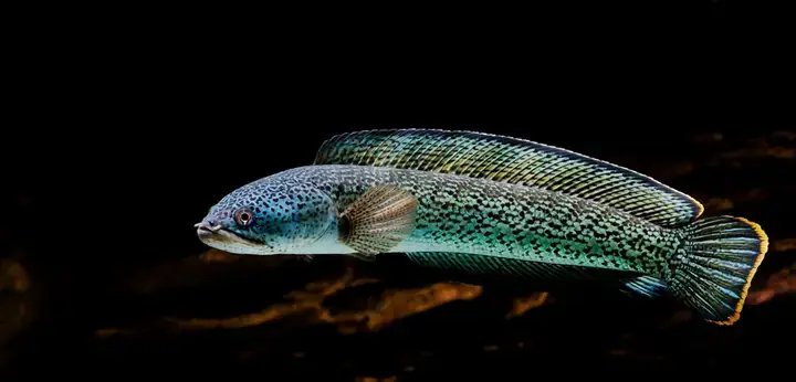 Cá Lóc Ấn Độ (channa Barca): Đặc Điểm, Giá Cả Và Cách Nhận Biết Cá Lóc Ấn Độ (channa Barca): Đặc Điểm, Giá Cả Và Cách Nhận Biết