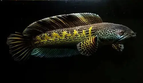 Cá Lóc Ấn Độ (channa Barca): Đặc Điểm, Giá Cả Và Cách Nhận Biết Cá Lóc Ấn Độ (channa Barca): Đặc Điểm, Giá Cả Và Cách Nhận Biết