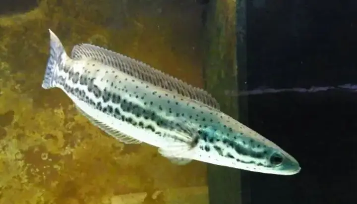 Cá Lóc Ấn Độ (channa Barca): Đặc Điểm, Giá Cả Và Cách Nhận Biết Cá Lóc Ấn Độ (channa Barca): Đặc Điểm, Giá Cả Và Cách Nhận Biết