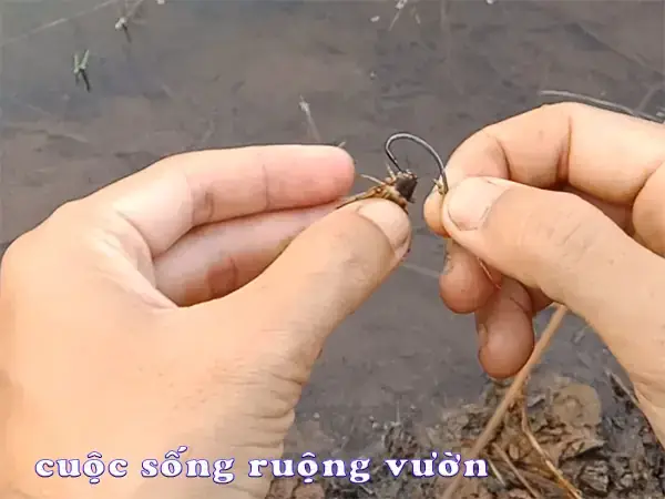 Top 9 Mồi Câu Cá Lóc "bắt Dính" & Cách Chọn Mồi Hiệu Quả