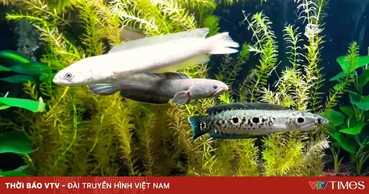 Cá Lóc Bạch Kim: Đặc Điểm, Giá Bán Và Sức Hút Độc Lạ Của Siêu Cá Cảnh