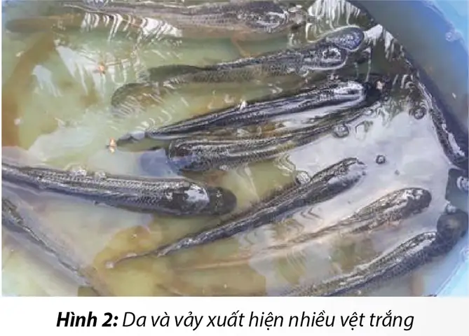 Cá Lóc Bị Trắng Mình: Dấu Hiệu, Nguyên Nhân Và Cách Phòng Trị Hiệu Quả