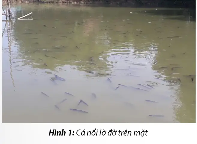 Cá Lóc Bị Trắng Mình: Dấu Hiệu, Nguyên Nhân Và Cách Phòng Trị Hiệu Quả