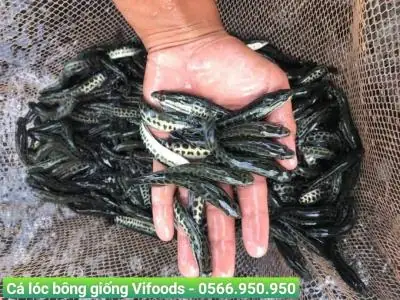 Cá Lóc Bông Con: Hướng Dẫn Nuôi, Chăm Sóc Và Giá Cá Giống