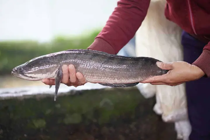 Cá Lóc Bông Và Cá Lóc Thường: Phân Biệt Đặc Điểm, Giá Trị Và Môi Trường Sống