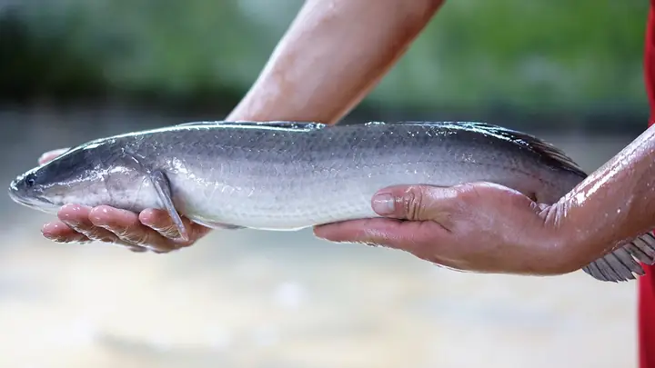 Cá Lóc Bông Và Cá Lóc Thường: Phân Biệt Đặc Điểm, Giá Trị Và Môi Trường Sống