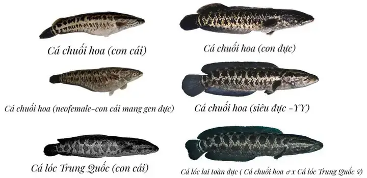 Cá Chuối Hoa: Đặc Điểm, Kỹ Thuật Nuôi Trồng & Giá Trị Kinh Tế