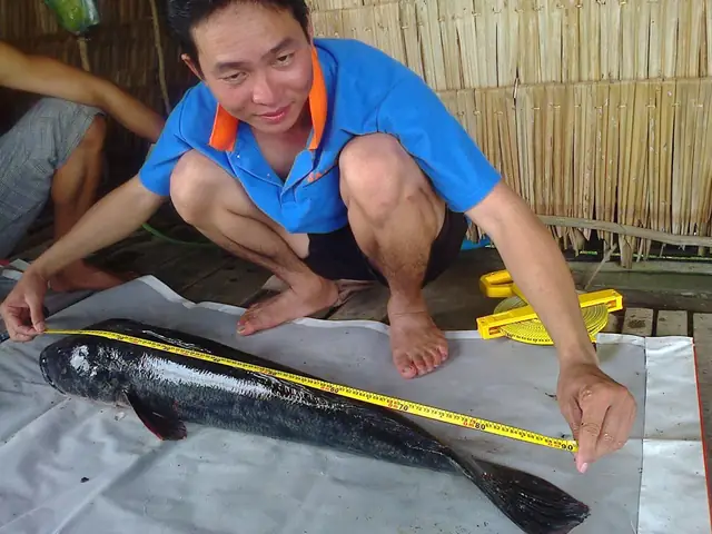 Cá Lóc Khủng: Kích Thước Kỷ Lục Và Những Câu Chuyện Bắt Cá "siêu To"