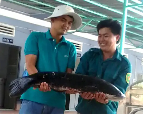 Cá Lóc Khủng: Kích Thước Kỷ Lục Và Những Câu Chuyện Bắt Cá "siêu To"