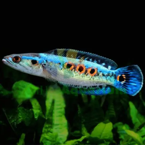 Cá Lóc Mắt Nam Mỹ (channa Pleurophthalma): Đặc Điểm, Nuôi Dưỡng & Giá Trị
