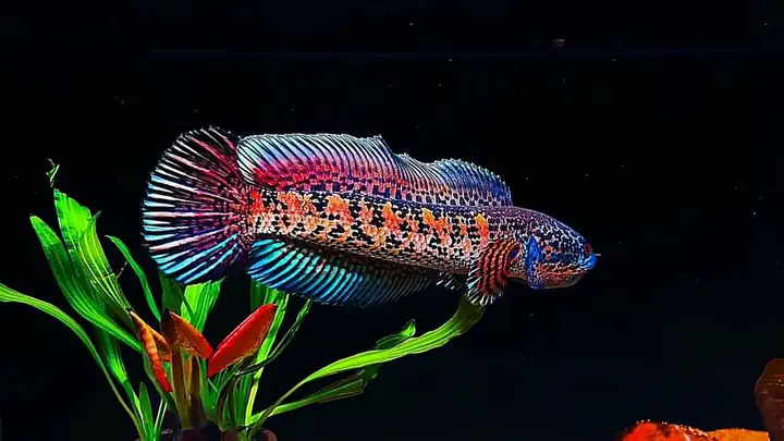 Cá Lóc Nữ Hoàng (channa Aurantimaculata): Đặc Điểm, Nuôi Dưỡng & Giá Trị Cá Lóc Nữ Hoàng (channa Aurantimaculata): Đặc Điểm, Nuôi Dưỡng & Giá Trị